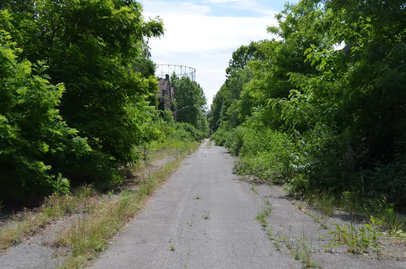 GOCCIA Home Forest 1