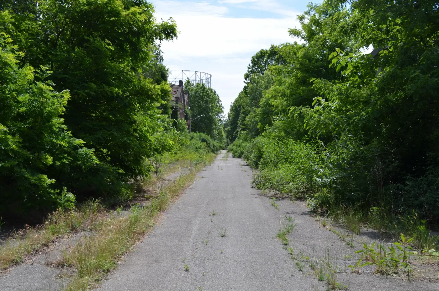 GOCCIA Home Forest 1